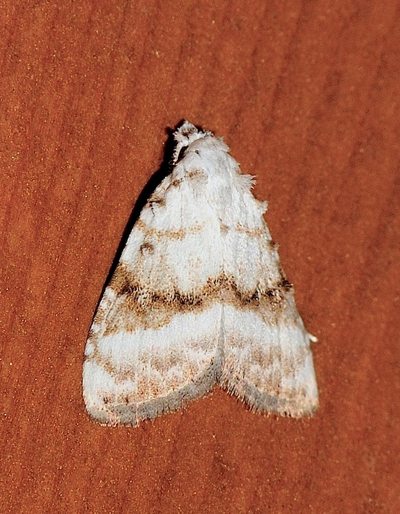 Meganola albula